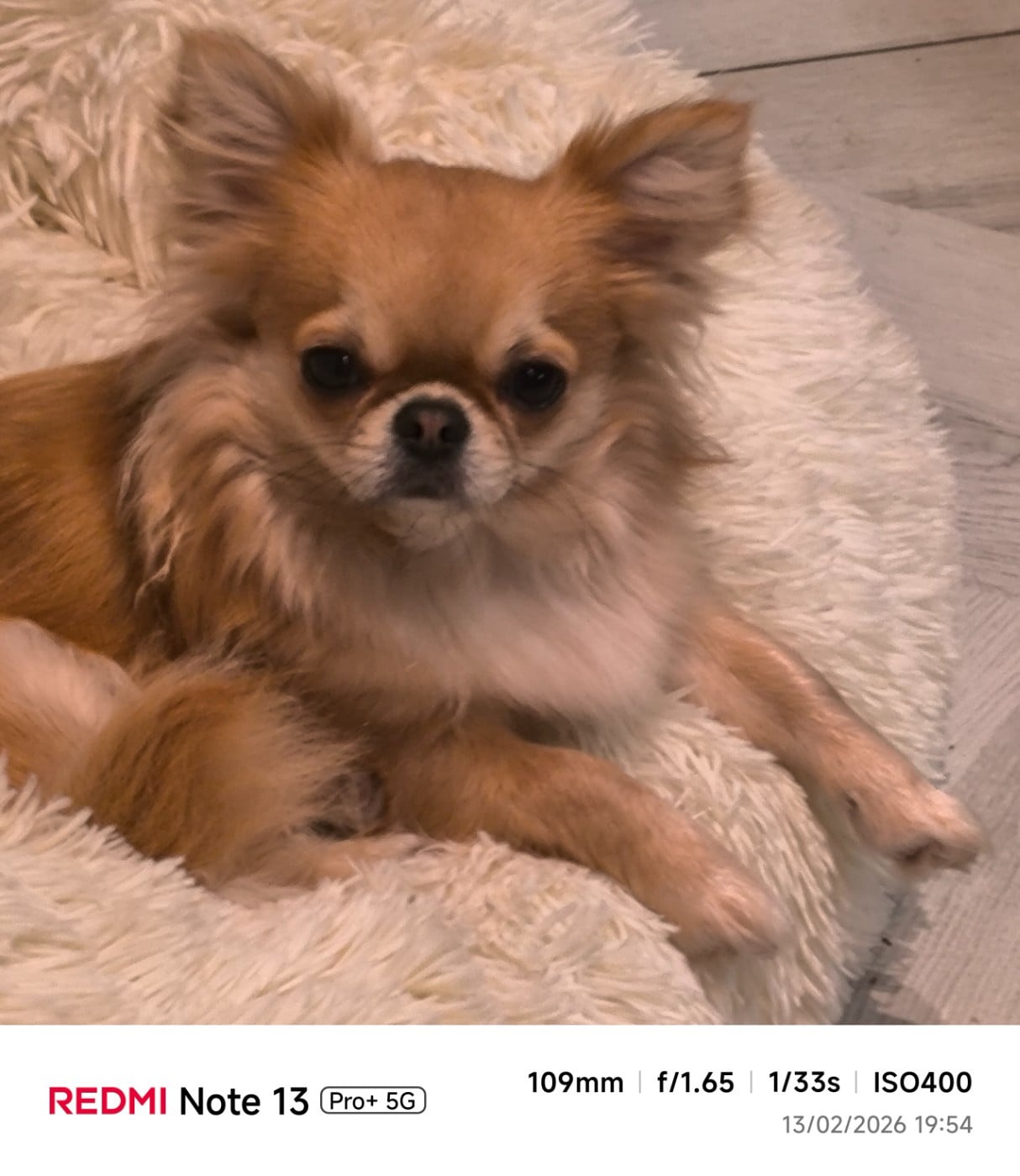 Arthus des  Graines de stars