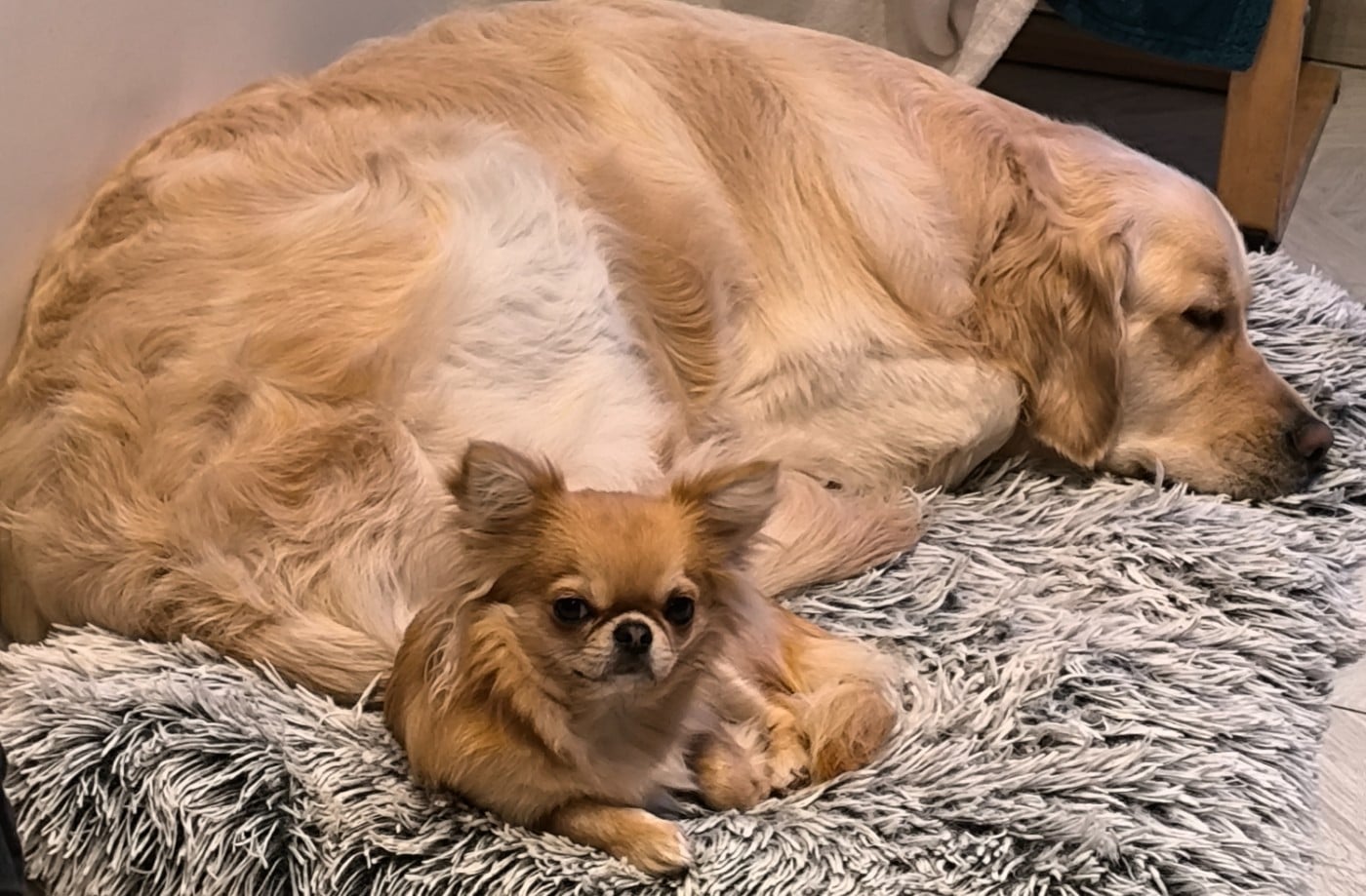 Arthus des  Graines de stars