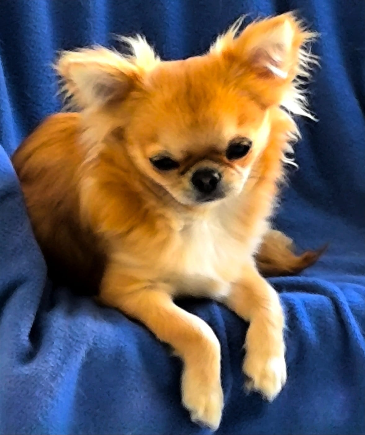 Arthus des  Graines de stars