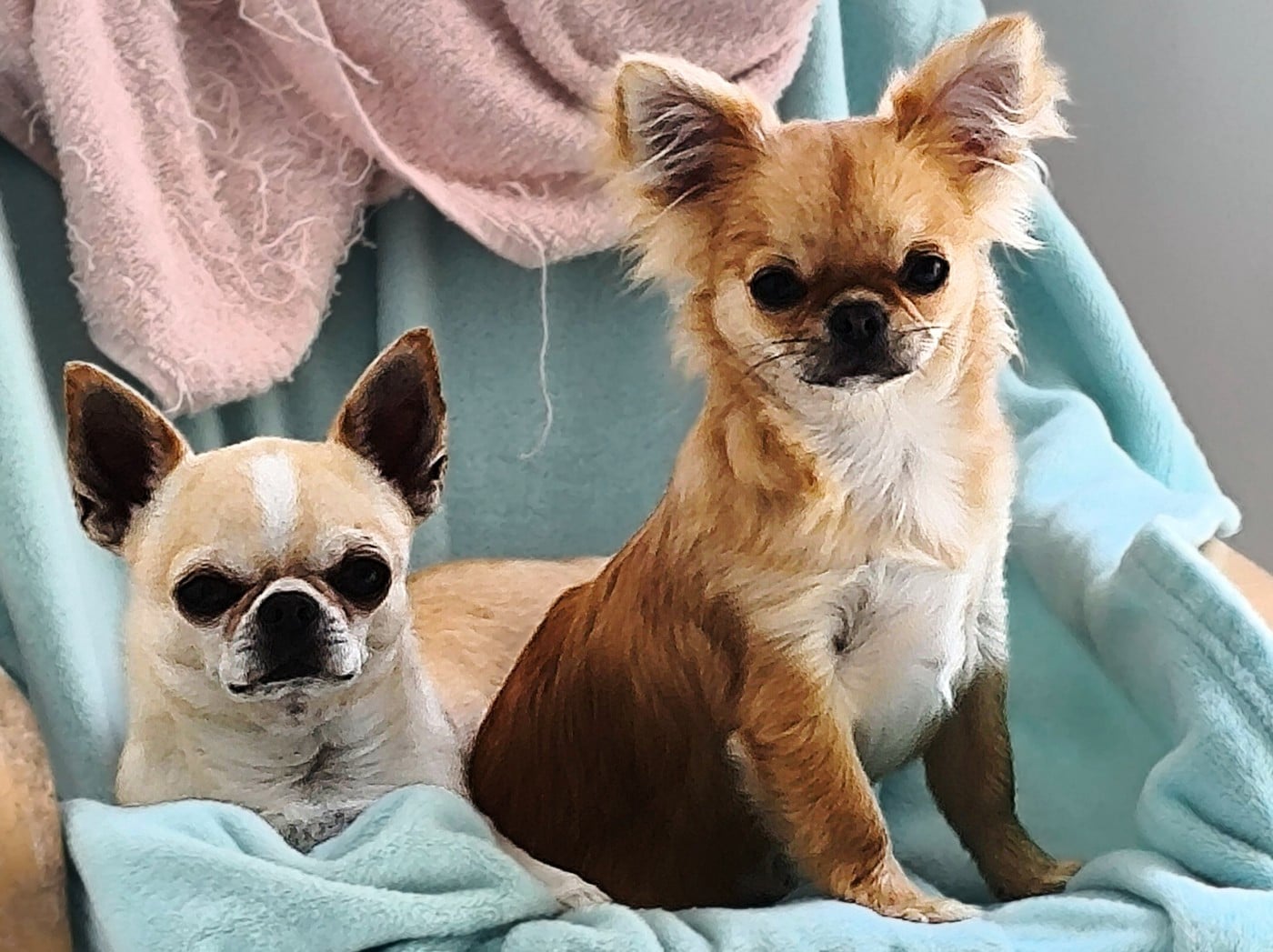 Arthus des  Graines de stars