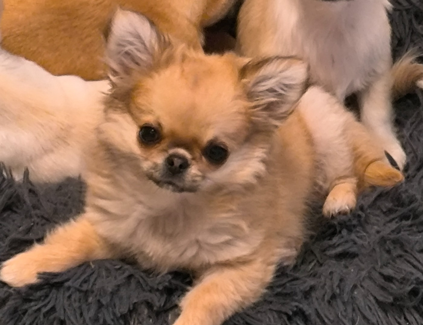 Arthus des  Graines de stars