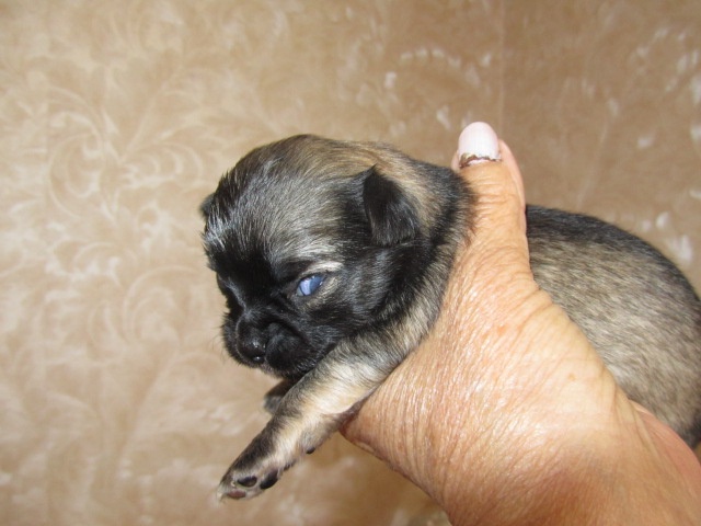 CHIOT