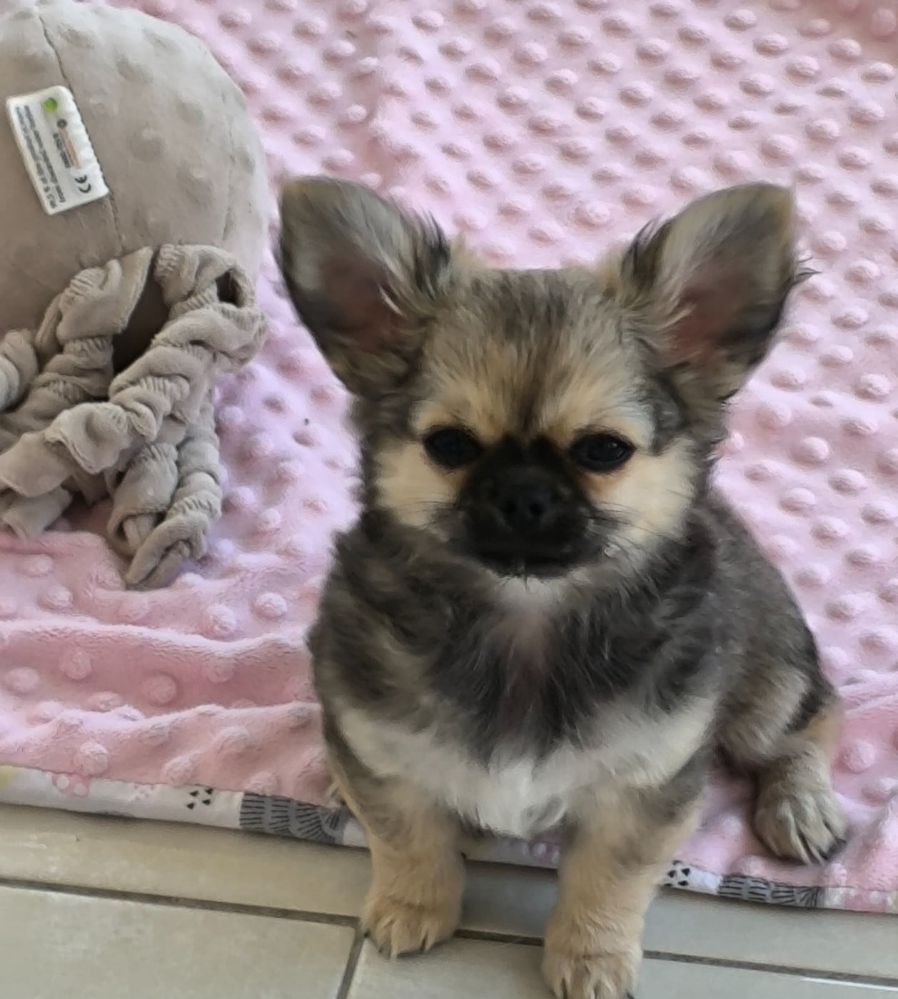 CHIOT 3