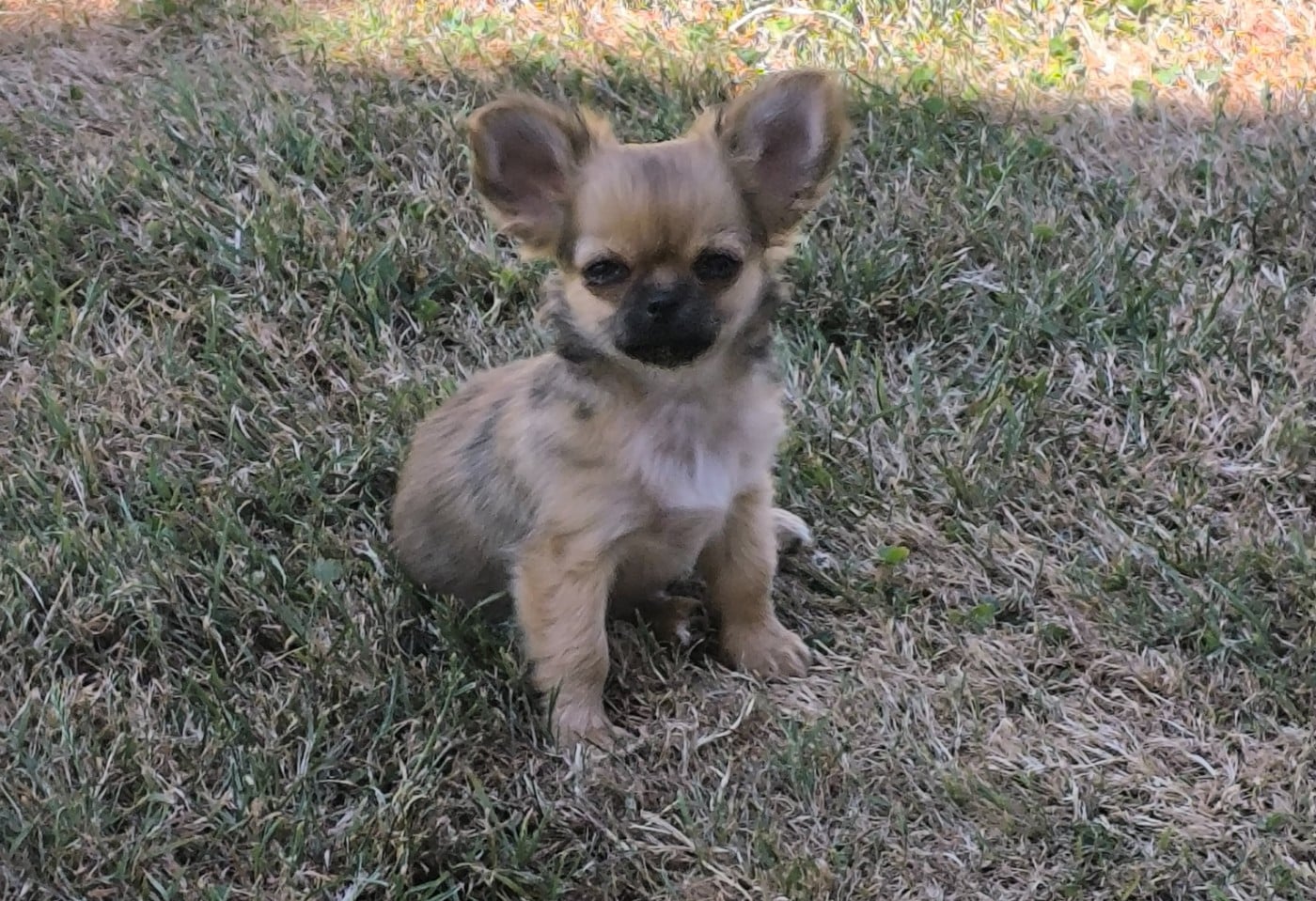 CHIOT 1 - Chihuahua