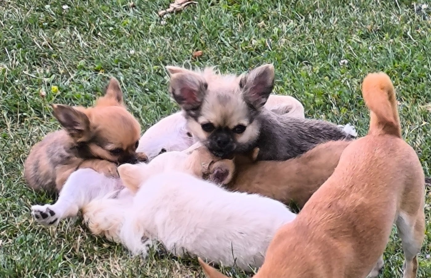 CHIOT 3