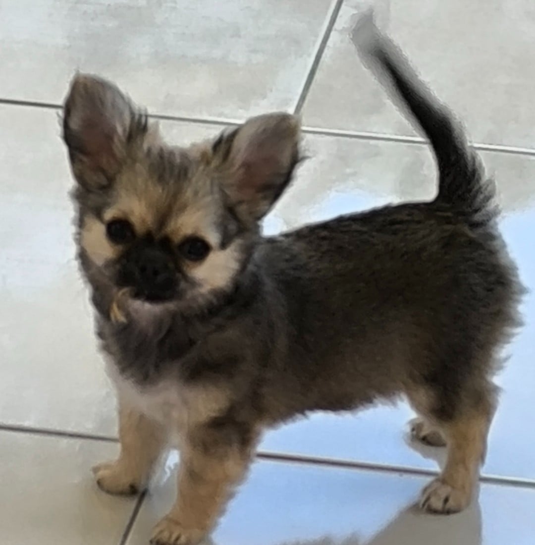 CHIOT 3