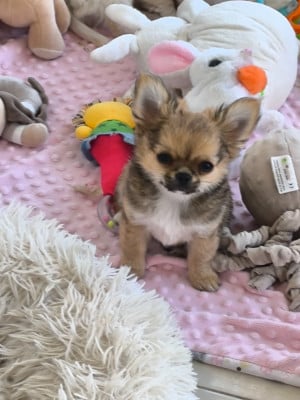 Les chiots de Chihuahua
