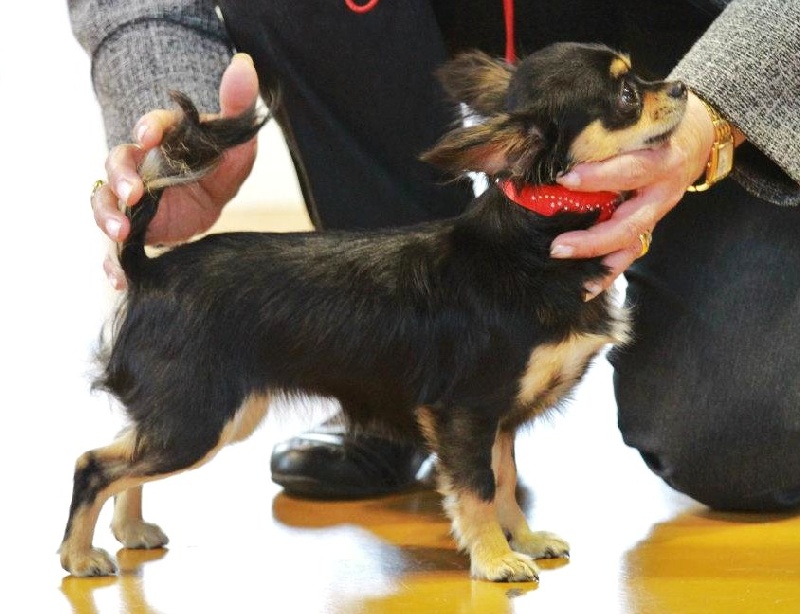 Ghostine du Paradis des P'tits Cracks - 2 ème exc