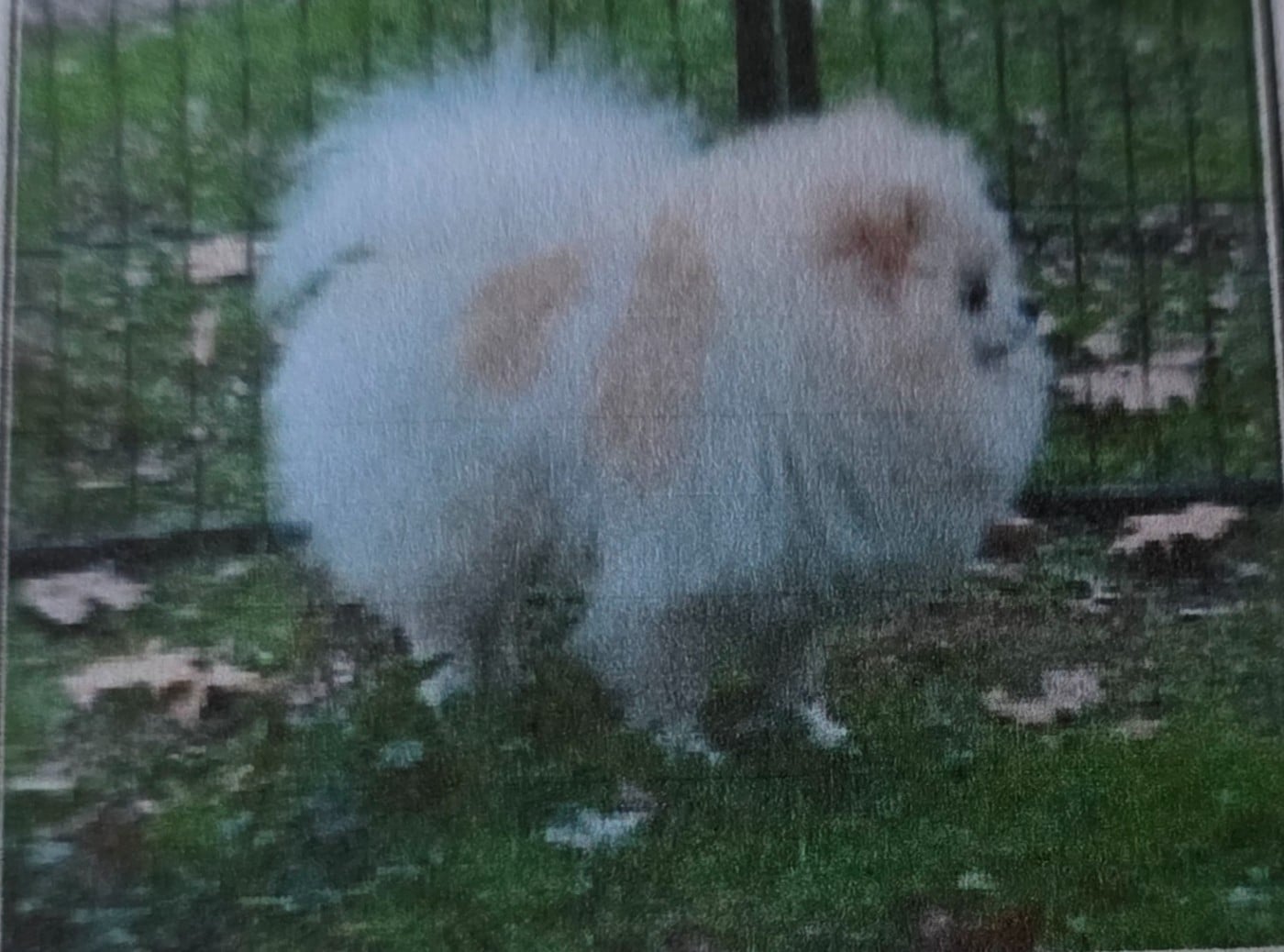 Alizee de brachy-blanche