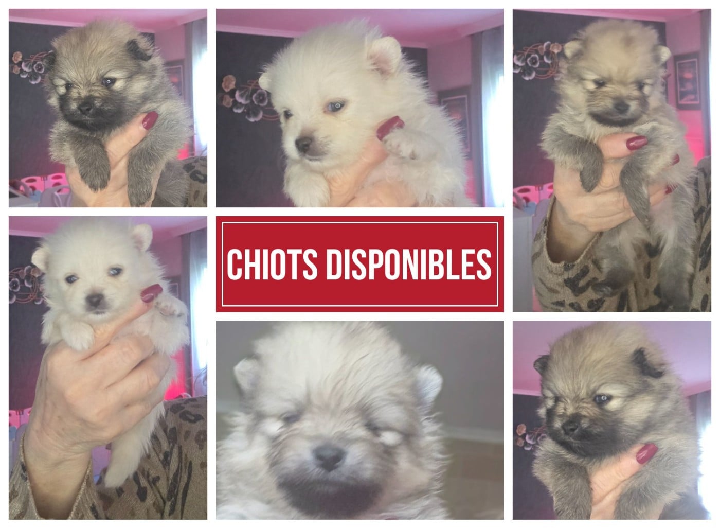 Spitz allemand - du jardin de Mesoz