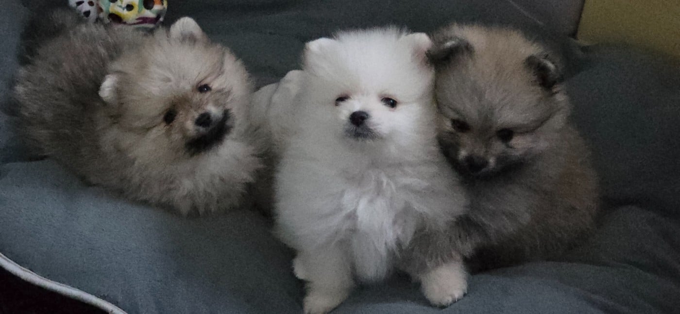 Spitz allemand - du jardin de Mesoz