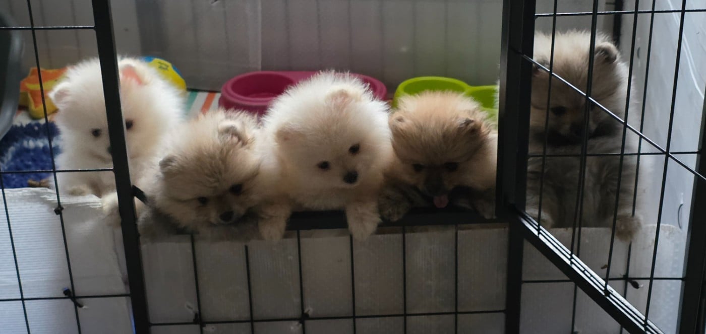 Spitz allemand - du jardin de Mesoz