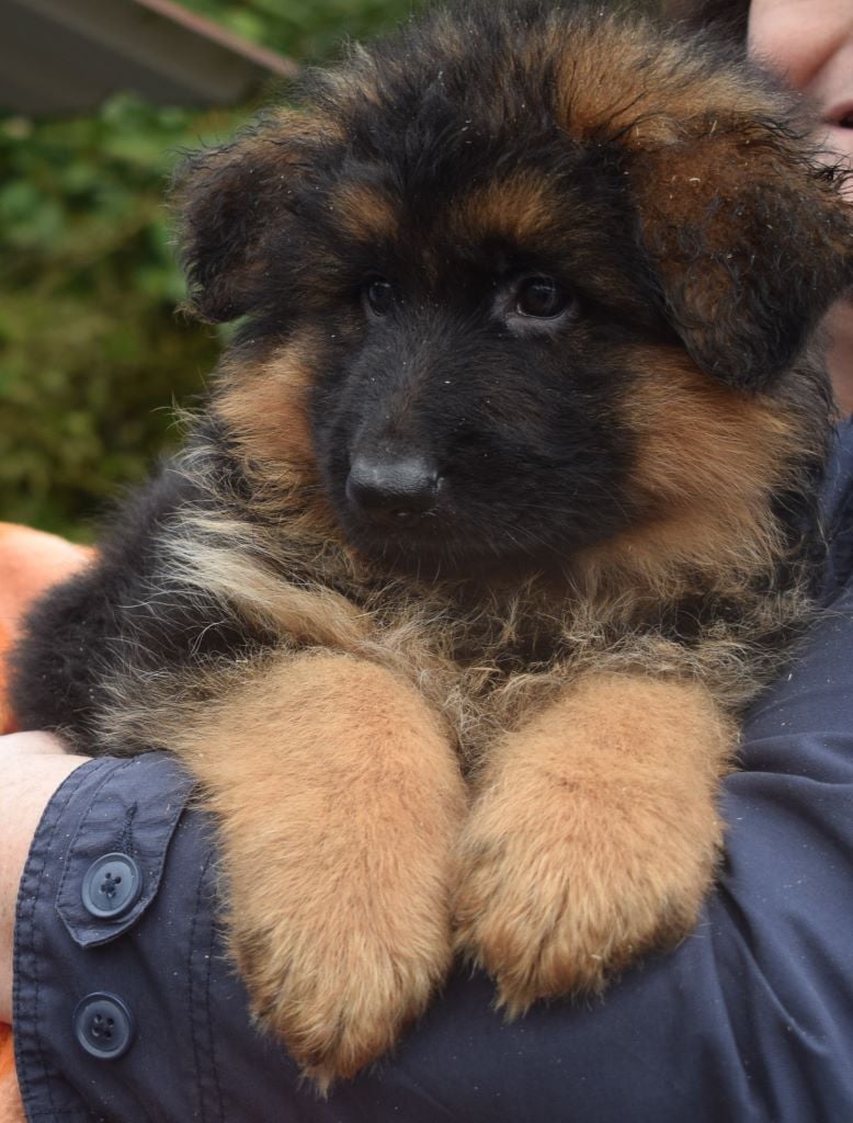Chiot Berger Allemand Poil Long 2 Mois