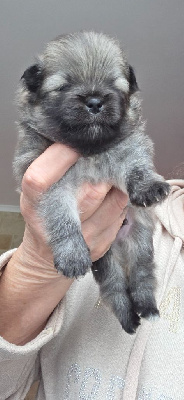 Les chiots de Spitz allemand