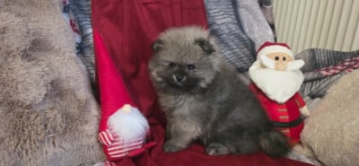 Les chiots de Spitz allemand