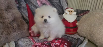 Les chiots de Spitz allemand