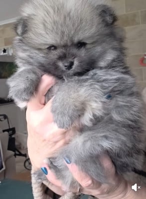 Les chiots de Spitz allemand