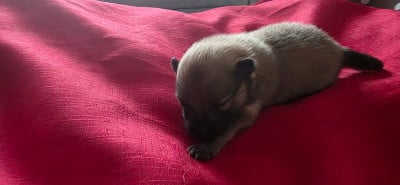 Les chiots de Spitz allemand