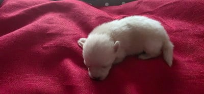 Les chiots de Spitz allemand