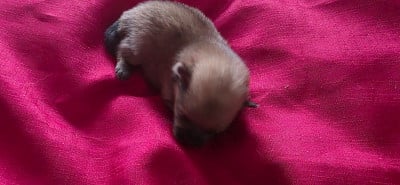 Les chiots de Spitz allemand