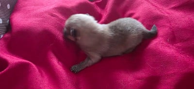 Les chiots de Spitz allemand