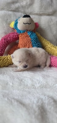 Les chiots de Spitz allemand