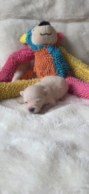 Les chiots de Spitz allemand