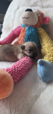 Les chiots de Spitz allemand