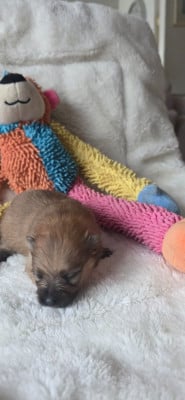 Les chiots de Spitz allemand