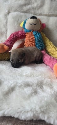 Les chiots de Spitz allemand