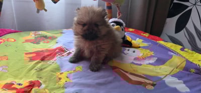 Les chiots de Spitz allemand