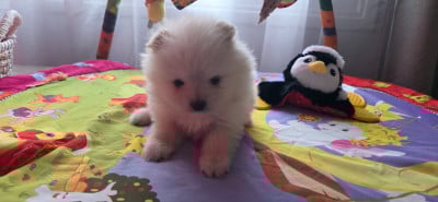 Les chiots de Spitz allemand