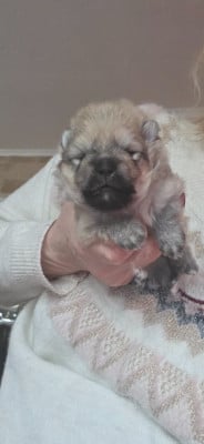 Les chiots de Spitz allemand