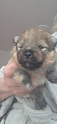 Les chiots de Spitz allemand