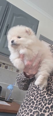 Les chiots de Spitz allemand