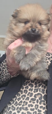 Les chiots de Spitz allemand