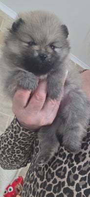 Les chiots de Spitz allemand