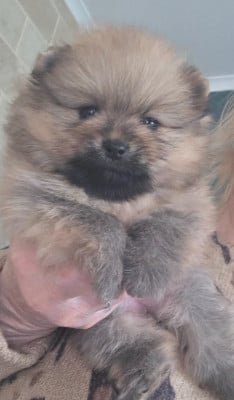 Les chiots de Spitz allemand