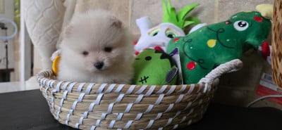 Les chiots de Spitz allemand