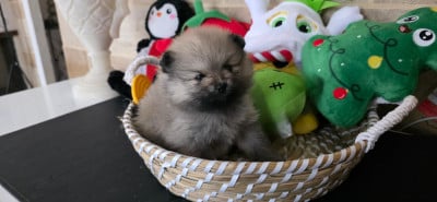 Les chiots de Spitz allemand