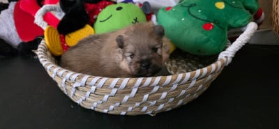 Les chiots de Spitz allemand