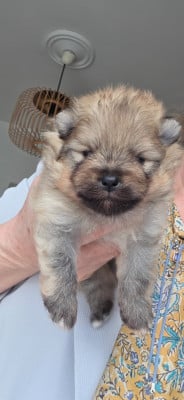 Les chiots de Spitz allemand