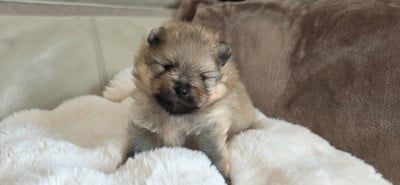 Les chiots de Spitz allemand