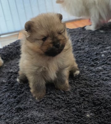 Les chiots de Spitz allemand