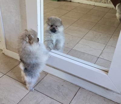 Les chiots de Spitz allemand