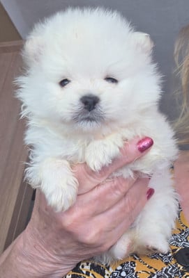 Les chiots de Spitz allemand