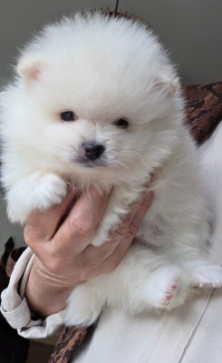 Les chiots de Spitz allemand