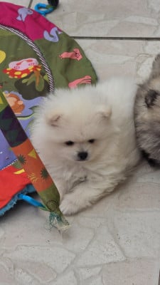 Les chiots de Spitz allemand