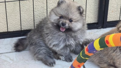 Les chiots de Spitz allemand