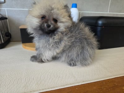 Les chiots de Spitz allemand